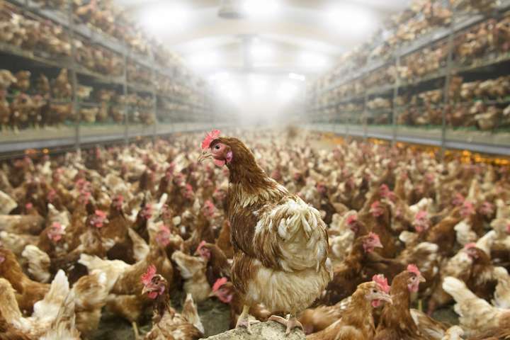 Ráðuneyti breytir ekki tollum vegna tæknilegs eggjaskorts