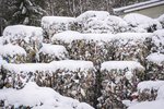 Úrvinnslusjóðs að endurvinna traust eftir plastafhjúpun