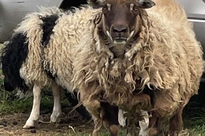 Ofönduðu í mörgum reifum – MAST ítrekað borist ábendingar um bæinn