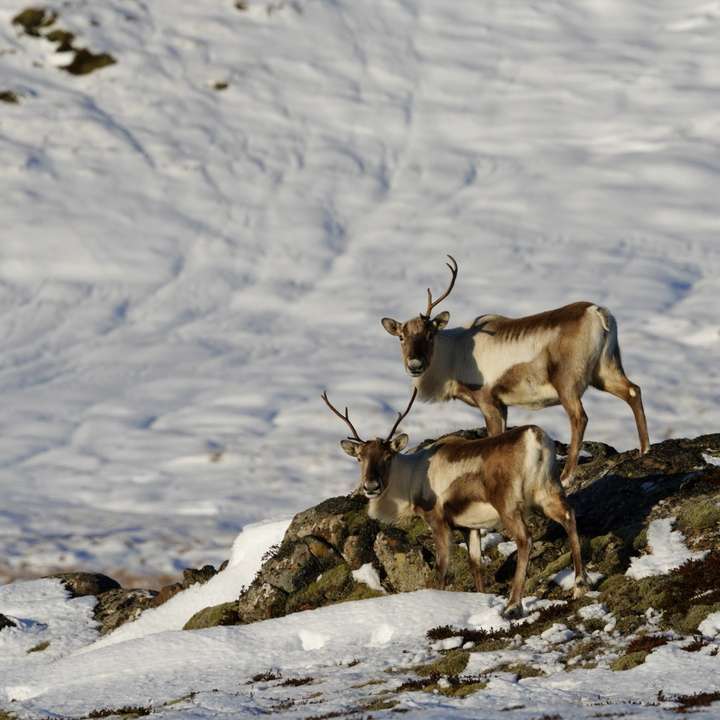 Einhyrningurinn og vinur hans