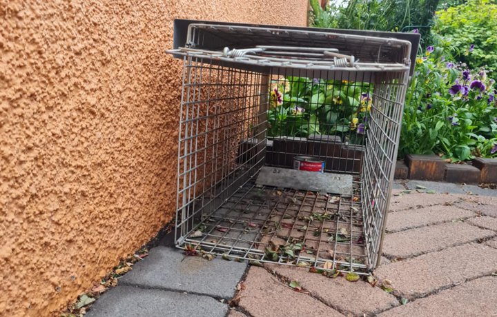MAST tilkynnt um meinta kattaveiði í Árbæ