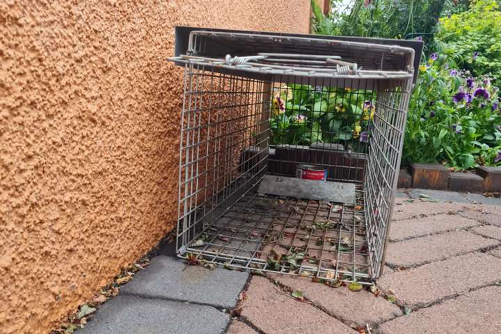 MAST tilkynnt um meinta kattaveiði í Árbæ