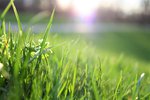 Grasbali lífsins