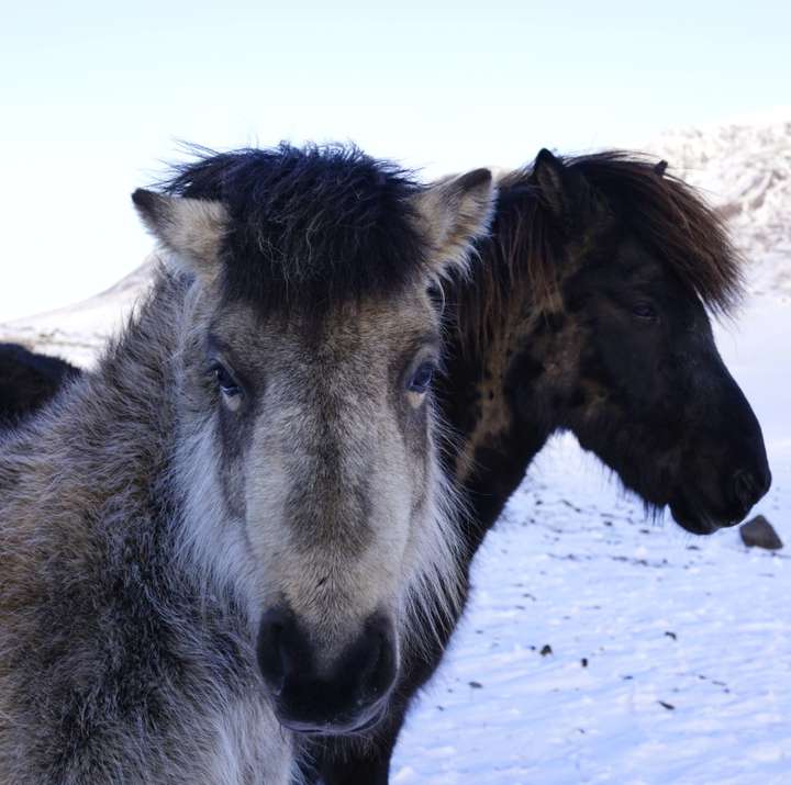 Kunna hross að telja?