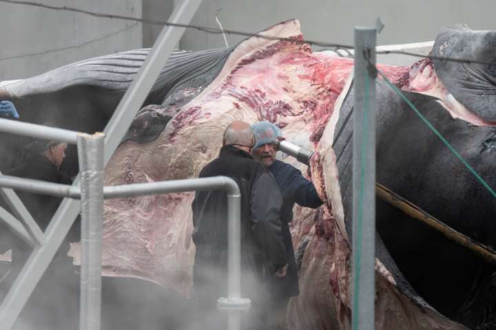 Yfir 2.500 tonn af hvalkjöti flutt frá Íslandi til Japans í desember