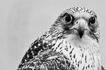 Falco Rusticolus