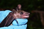 Heilbrigðisyfirvöld grípa til sóttkvíar eftir Nipah-smittilfelli á Indlandi
