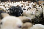 Markaðsvæðing í skjóli sauða