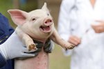 Bændur sem fara illa með dýr hljóta áfram ríkisstyrki samkvæmt nýju búvörulögunum