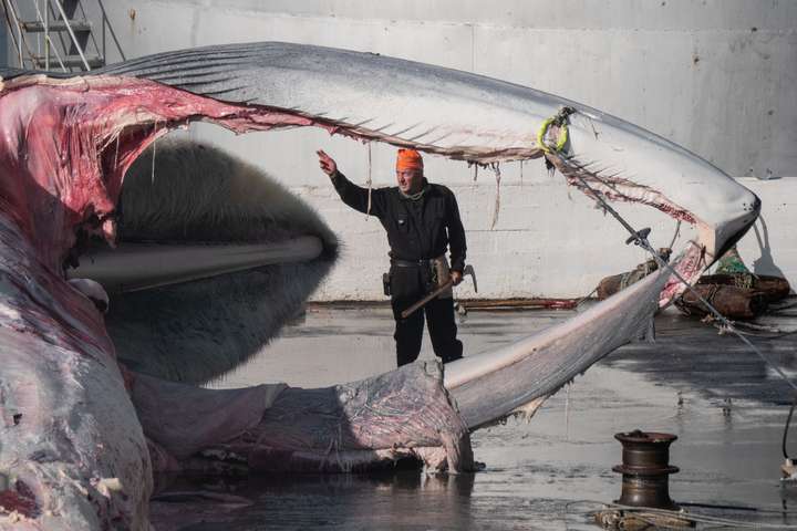 Authorities confirm a slow and painful death of whales