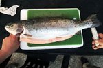 Að kaupa „fjarðarurriðann“ í sekknum