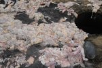 Toppfiskur tekinn á teppið fyrir ólöglega losun á slori