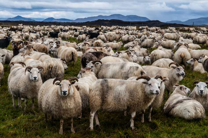 Staða sauðfjárbúskapar á Íslandi haustið 2016