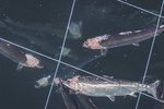 Fyrirtæki eiganda Fiskeldis Austfjarða seldi skemmdan eldislax til manneldis