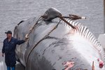 Vill leyfi til hvalveiða næsta áratuginn