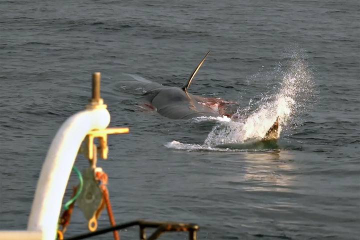 Veiðar eða friðun hvala? – Viðsnúningur frá Moby Dick til Free Willy