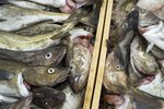 Leggjast veiðigjöld á sjávarútvegsbyggðir?
