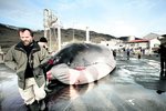 Leyfi fyrir hvalveiðibyssum Hvals hf. finnst ekki