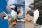 Sjófuglum mun fækka við Ísland