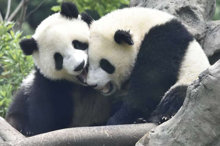 Japanir skila tveimur pöndum til Kína