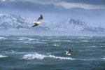 Ætla að vernda þrjátíu prósent hafsins við Ísland