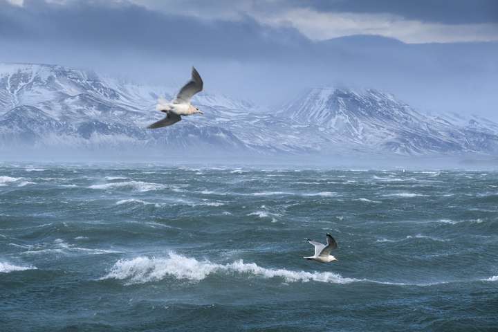 Ætla að vernda þrjátíu prósent hafsins við Ísland