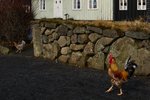 Haninn Hreggviður IV við Dillonshús, musteri ástarinnar