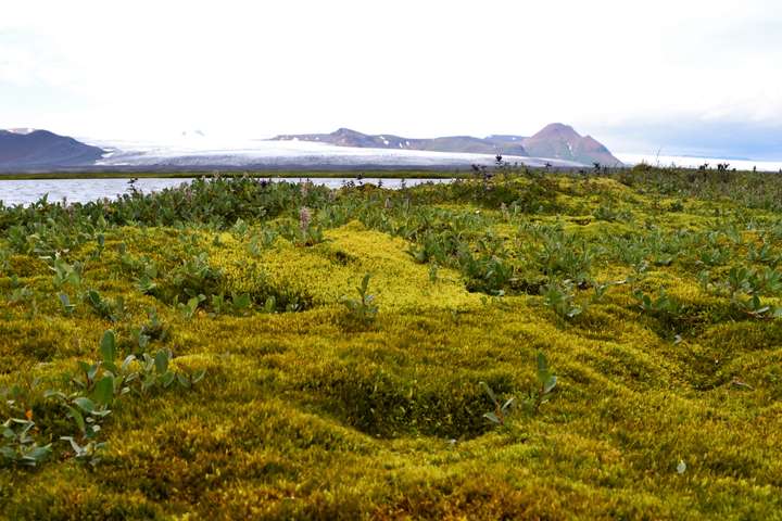 10 atriði sem þú vissir ekki um mosa