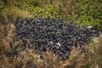 Heilbrigðiseftirlitið vissi víst af ólöglegri plasturðun við Skálholt