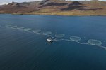 MAST kærir höfund skoðanagreinar á Vísi