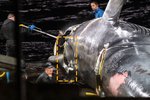 Dauðastríðið lengra en hálf klukkustund en samt halda hvalveiðar áfram