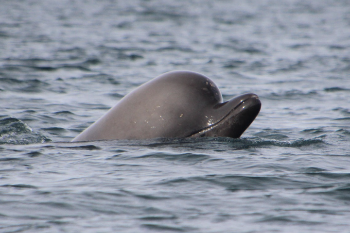 Hver er hvalurinn? og 16 aðrar spurningar