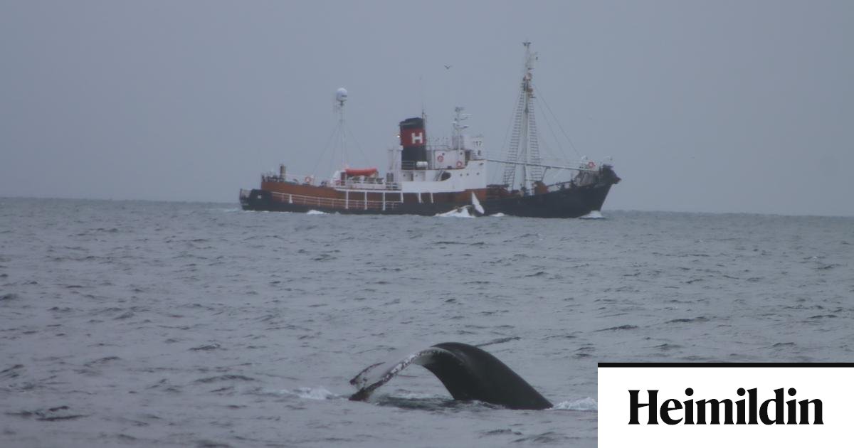 Sigldu með dauðan hval fram hjá fólki í hvalaskoðun