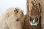 Segja sex blóðmerar hafa dáið
