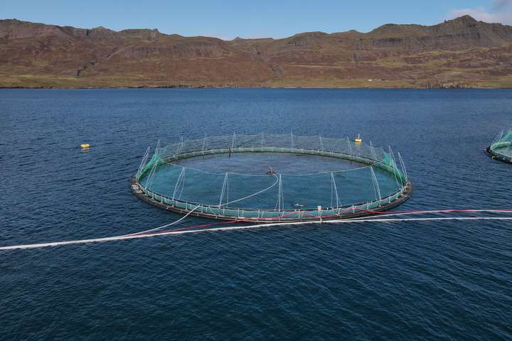 Fiskeldi í Fjallabyggð eins og þruma úr heiðskíru lofti