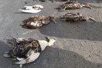 Líklegt að uppruni mengunarinnar sé óþekkt skipsflak á hafsbotni