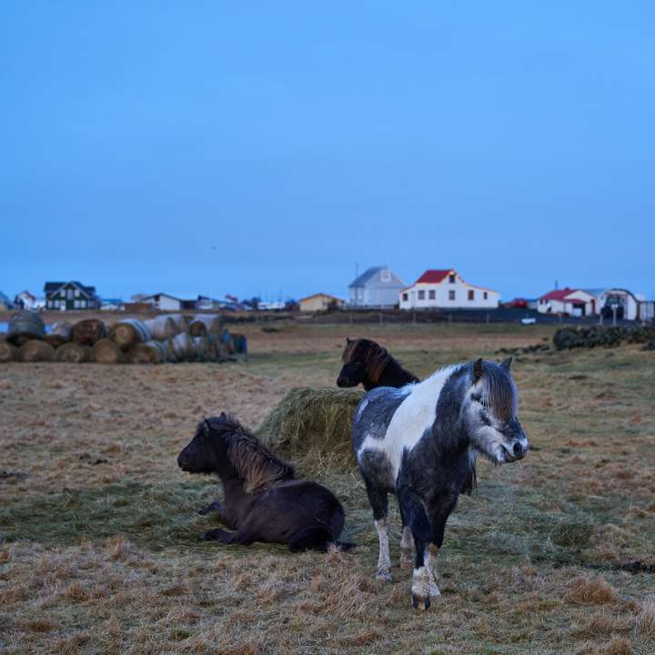 Bleikálóttur, Móvindóttur og allt þar á milli