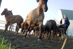 Blóðmeramál aftur á borð lögreglunnar