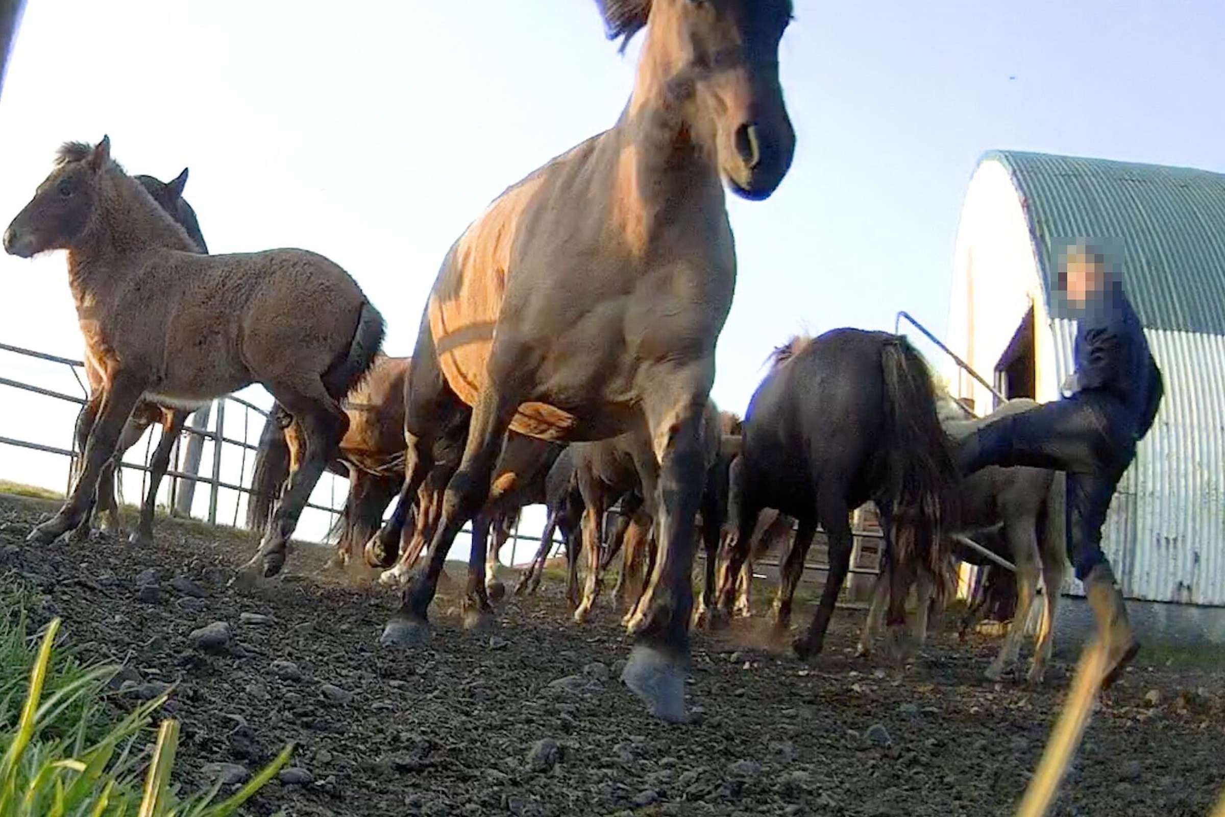 Að sparka í dýr - Heimildin