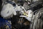 Hvetja til banns á foie gras