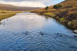 Eldislaxar verða „villtir“ við strok samkvæmt lögum