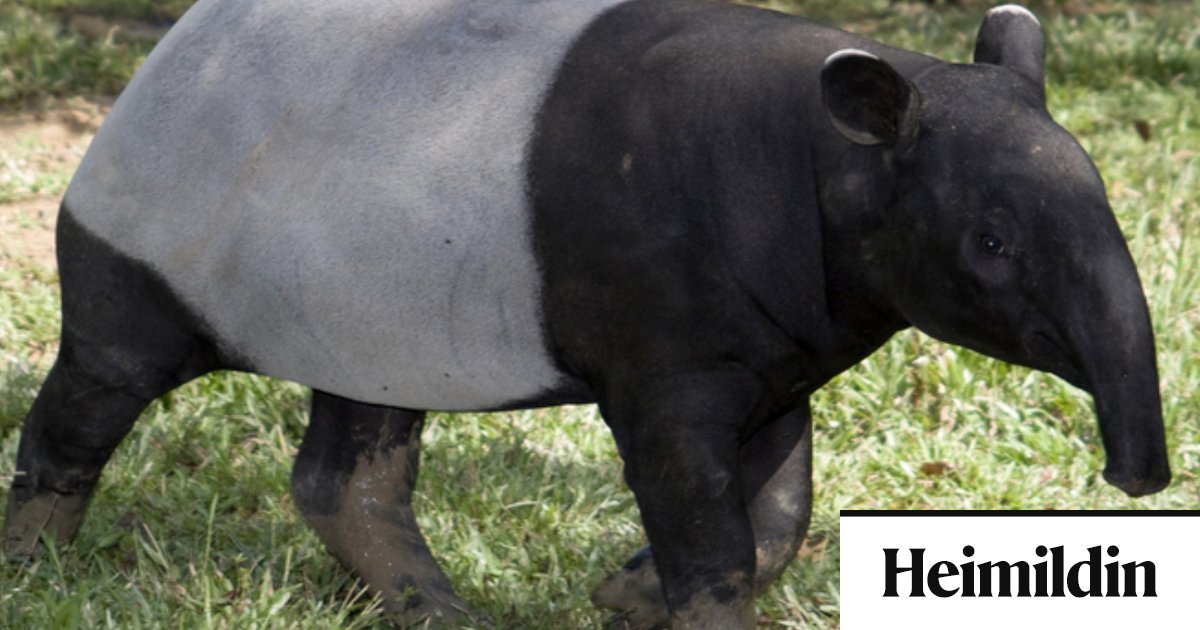 Spurningaþraut 12: Hvaða dýr er þetta og hver er 6. kóngur Evrópu ...