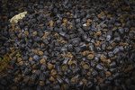 Terra losaði plast ólöglega á náttúruminjasvæði í mörg ár