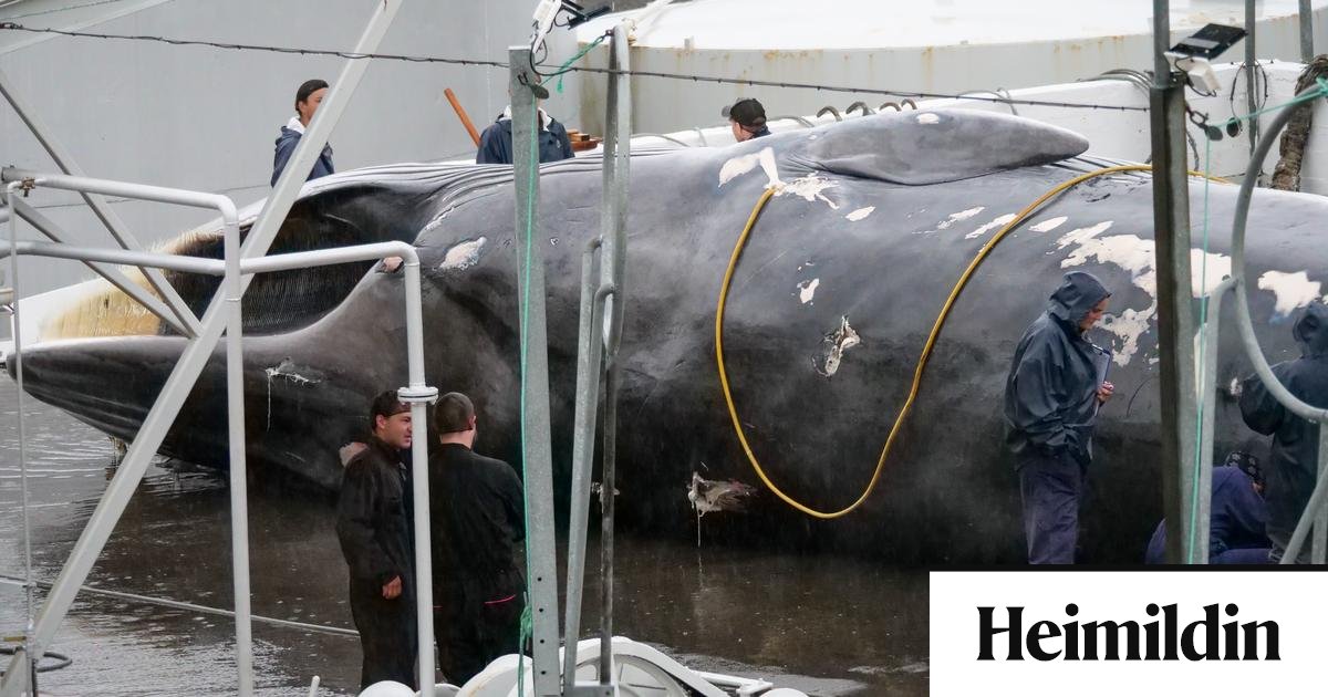 Langreyður háði dauðastríð í rúman hálftíma