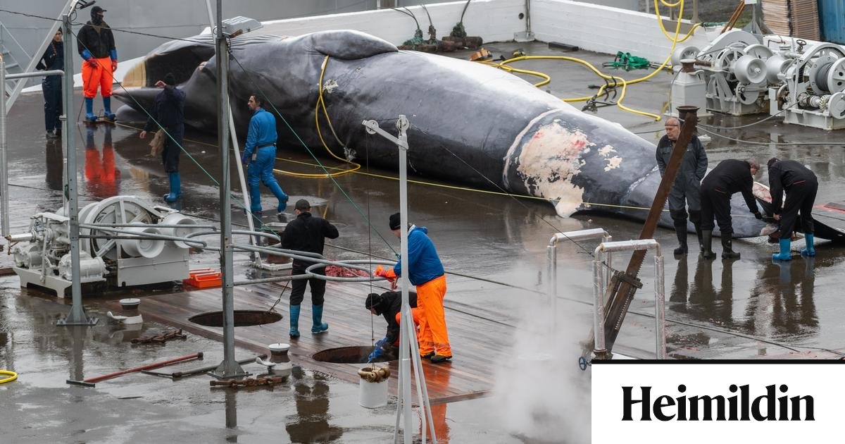 Hvalveiðar „ómannúðlegar og með öllu tilgangslausar“