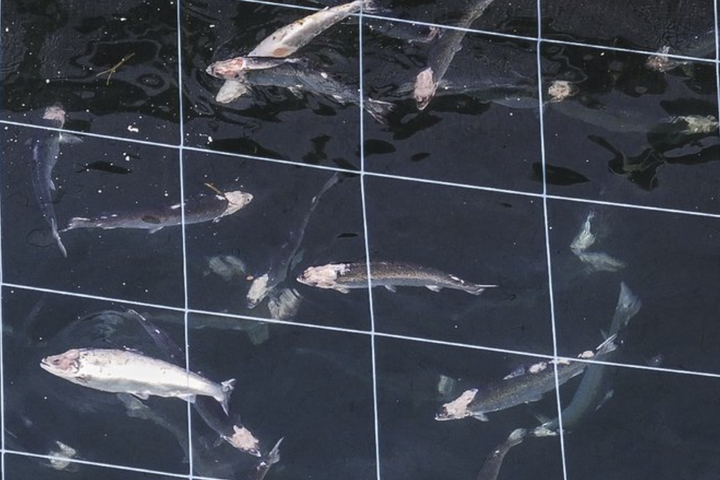 Laxadauðinn í Tálknafirði: Tæplega 100 lýs á hverjum fiski hjá Arctic Fish
