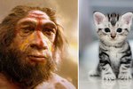 Kattarofnæmi er komið frá Neanderdalsmönnum - og frjókornaofnæmi líka