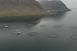 Um 300 þúsund eldislaxar drápust hjá Arnarlaxi