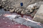 Hvalirnir upplifa „gríðarlega þjáningu og angist“
