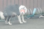 Lögreglan kölluð til vegna meðferðar á hundi í Breiðholtinu